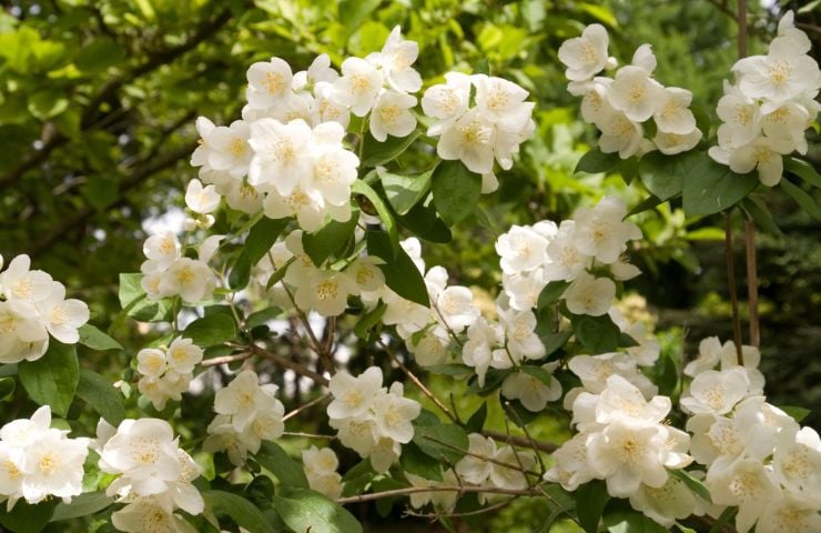 H&aelig;k med blomster - h&oslash;j og flot!